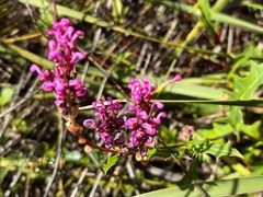 Grevillea quercifolia