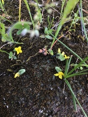 Cicendia quadrangularis