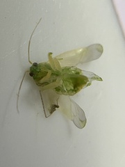 Taylorilygus apicalis