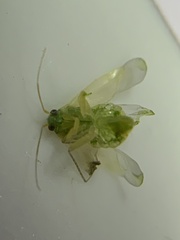 Taylorilygus apicalis