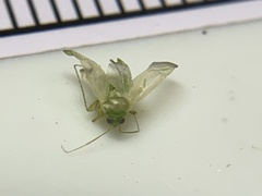 Taylorilygus apicalis