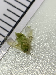 Taylorilygus apicalis