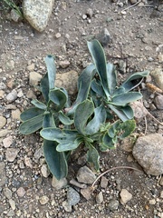 Heliotropium curassavicum