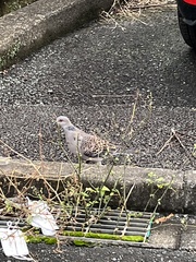 Streptopelia orientalis orientalis