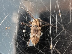 Prosoplus bankii