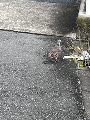 Streptopelia orientalis orientalis