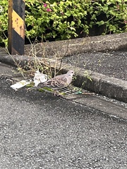 Streptopelia orientalis orientalis