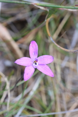 Glossodia minor