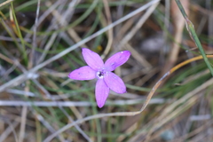 Glossodia minor