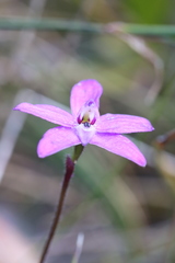 Glossodia minor