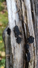 Biscogniauxia repanda