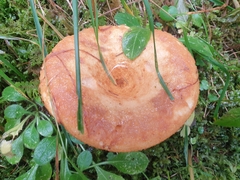 Lactarius scrobiculatus