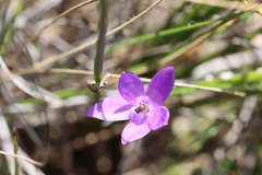 Glossodia minor
