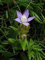 Gentianella anisodonta