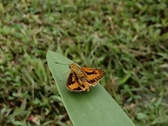 Cephrenes trichopepla