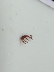 Trombidiformes