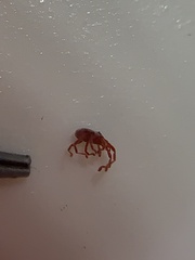 Trombidiformes