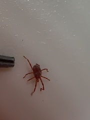 Trombidiformes