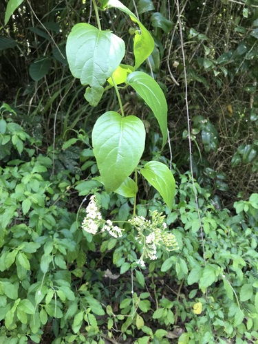 Heliotropium sarmentosum observed 2022-10-09