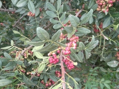 Pistacia lentiscus