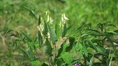 Lathyrus gmelinii