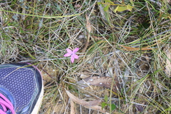 Glossodia minor