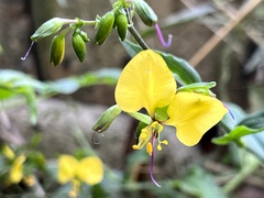 Aneilema aequinoctiale