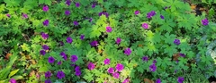 Geranium psilostemon