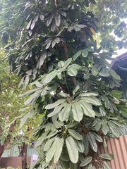 Heptapleurum actinophyllum