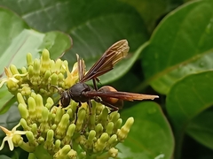 Polistes sagittarius