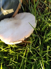 Volvopluteus gloiocephalus