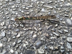Austrolestes colensonis