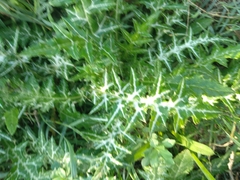 Galactites tomentosus