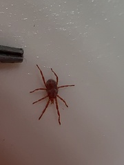Trombidiformes
