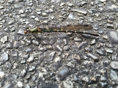 Austrolestes colensonis