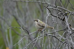 Melithreptus brevirostris