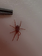 Trombidiformes