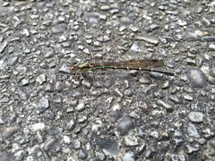 Austrolestes colensonis