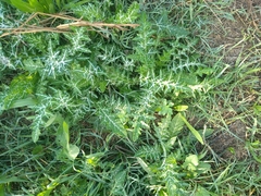 Galactites tomentosus
