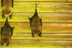 Hipposideros armiger terasensis