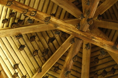 Hipposideros armiger terasensis