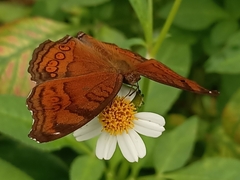 Junonia hedonia
