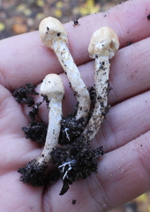 Cystolepiota