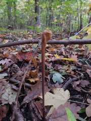 Macrotyphula fistulosa