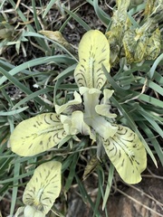 Iris potaninii