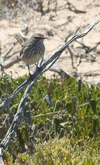 Calamanthus campestris
