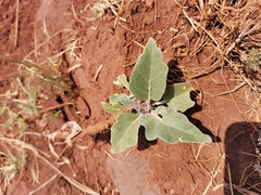 Solanum campylacanthum