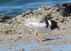 Thinornis cucullatus