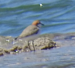 Charadrius ruficapillus