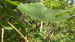 Neolasioptera vitinea